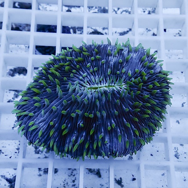 【サンゴ現物6】クサビライシ !15時までのご注文で当日発送 【サンゴ】(t222