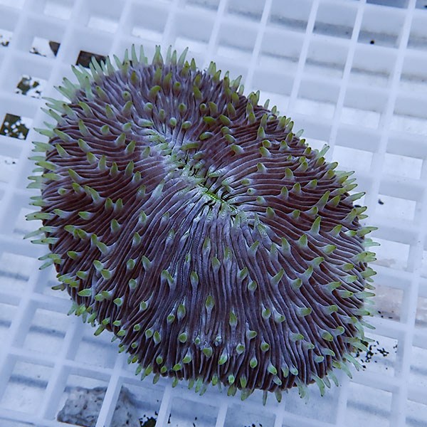 【サンゴ現物7】クサビライシ !15時までのご注文で当日発送 【サンゴ】(t222