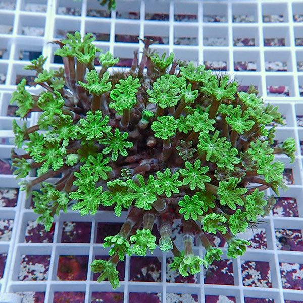 【サンゴ現物1】ツツウミヅタサンゴ!15時までのご注文で当日発送【サンゴ】(t226