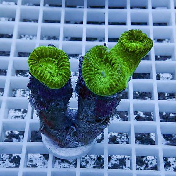 【サンゴ現物3】タバネサンゴ フラグ! 15時までのご注文で当日発送 【サンゴ】