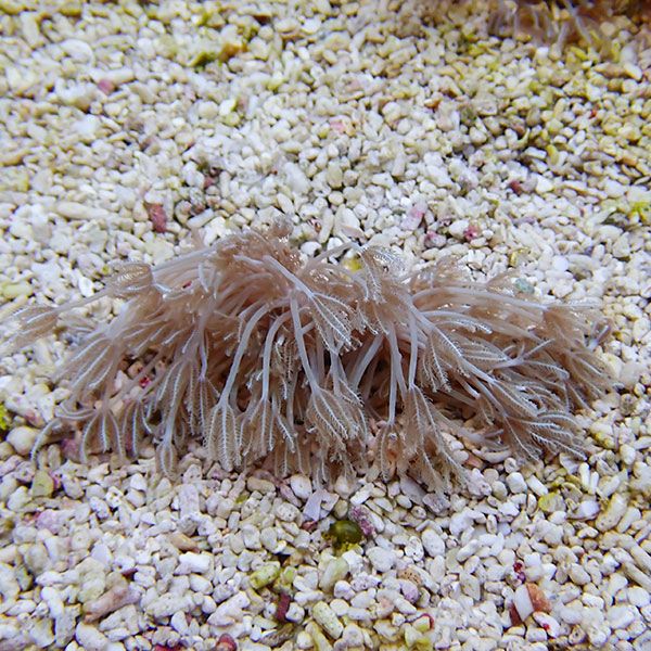 【サンゴ現物18】沖縄産シロスジウミアザミ 8-5cm±!15時までのご注文で当日発送 【サンゴ】(t148