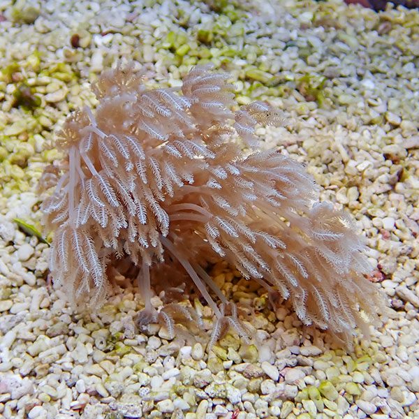 【サンゴ現物19】沖縄産シロスジウミアザミ 5-5cm±!15時までのご注文で当日発送 【サンゴ】(t148