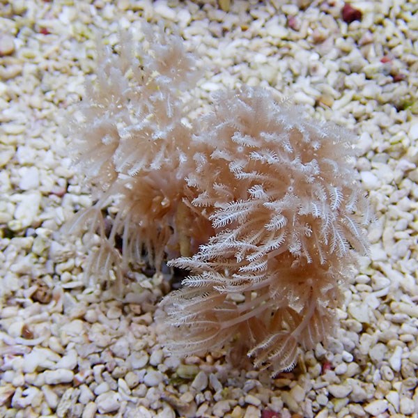 【サンゴ現物20】沖縄産シロスジウミアザミ 6-5cm±!15時までのご注文で当日発送 【サンゴ】(t148