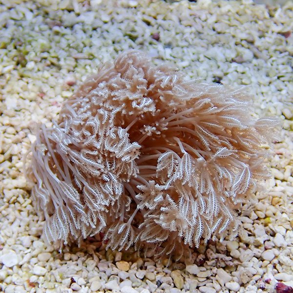 【サンゴ現物21】沖縄産シロスジウミアザミ 8-7cm±!15時までのご注文で当日発送 【サンゴ】(t148