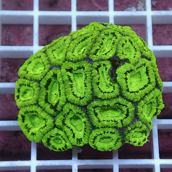 【サンゴ現物18】カクオオトゲキクメイシ! 15時までのご注文で当日発送 【サンゴ】(t139