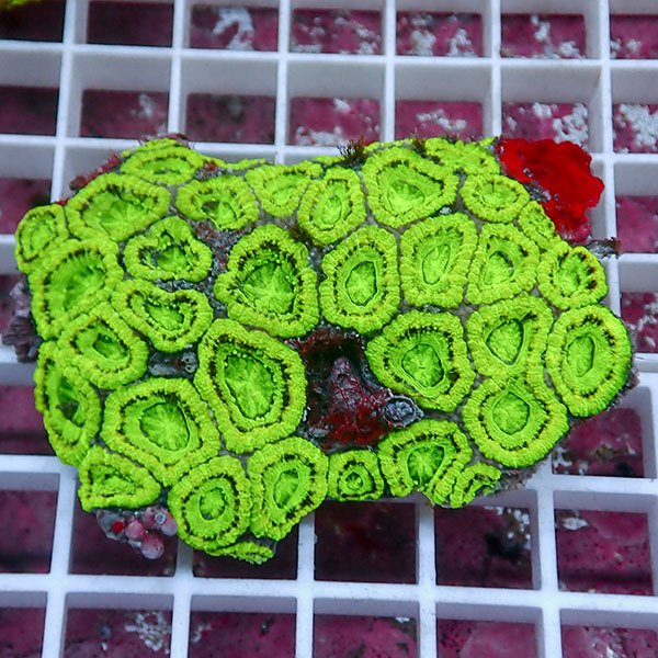 【サンゴ現物19】カクオオトゲキクメイシ! 15時までのご注文で当日発送 【サンゴ】(t139