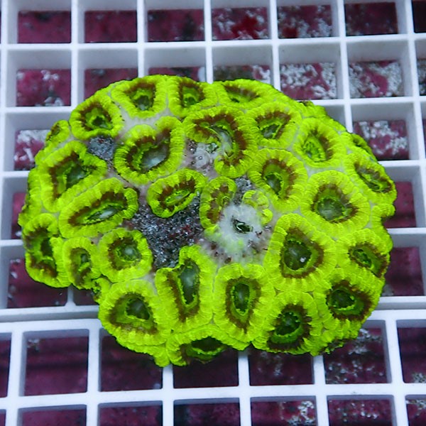 【サンゴ現物21】カクオオトゲキクメイシ! 15時までのご注文で当日発送 【サンゴ】(t139