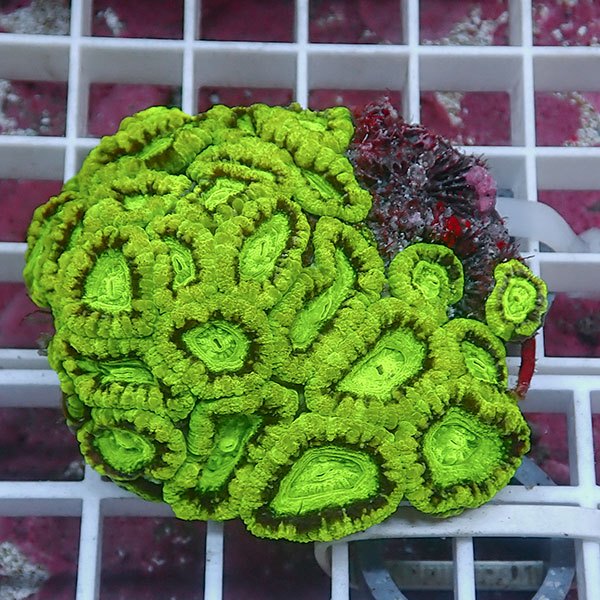 【サンゴ現物23】カクオオトゲキクメイシ! 15時までのご注文で当日発送 【サンゴ】(t139