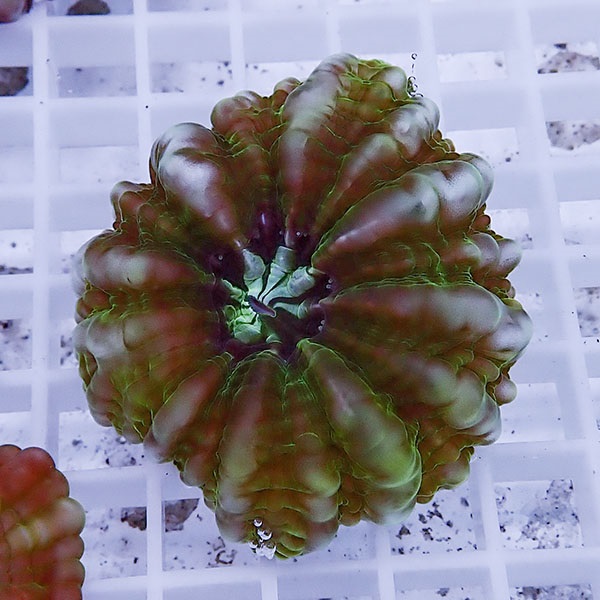 【サンゴ現物3】コハナガタサンゴ !15時までのご注文で当日発送  (サンゴ)(t254