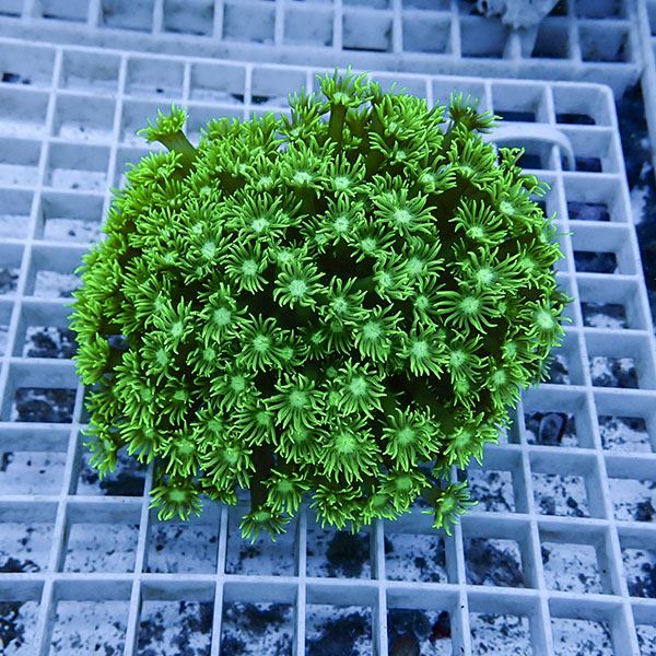 【サンゴ現物12】ハナガササンゴ!15時までのご注文で当日発送【サンゴ】(t140