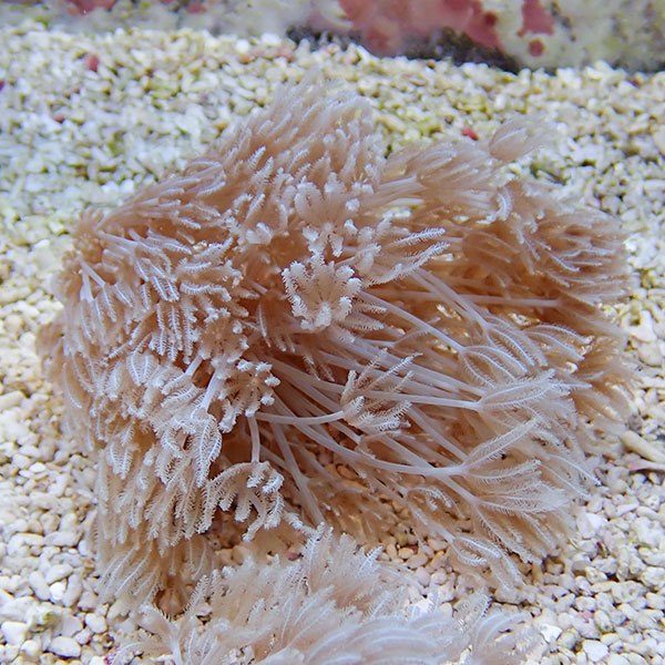 【サンゴ現物23】沖縄産シロスジウミアザミ 10-11cm±!15時までのご注文で当日発送 【サンゴ】(t148