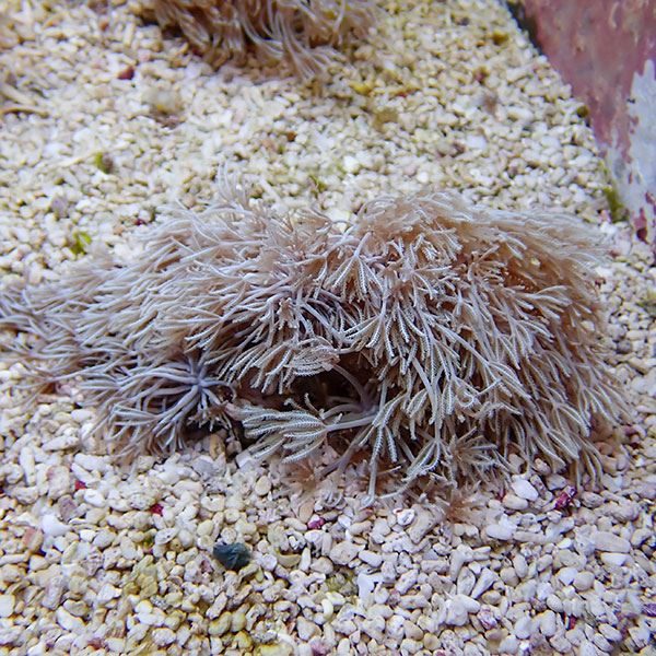 【サンゴ現物24】沖縄産シロスジウミアザミ 12-10cm±!15時までのご注文で当日発送 【サンゴ】(t148