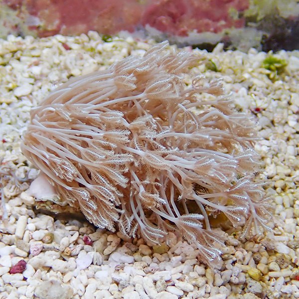 【サンゴ現物25】沖縄産シロスジウミアザミ 7-8cm±!15時までのご注文で当日発送 【サンゴ】(t148