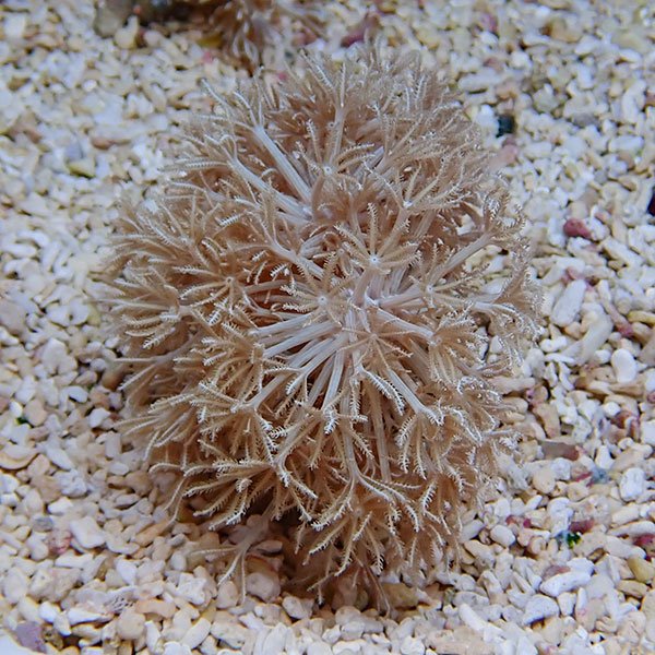 【サンゴ現物26】沖縄産シロスジウミアザミ 6-6cm±!15時までのご注文で当日発送 【サンゴ】(t148