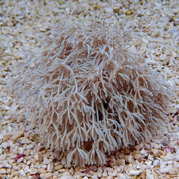 【サンゴ現物28】沖縄産シロスジウミアザミ 8-7cm±!15時までのご注文で当日発送 【サンゴ】(t148