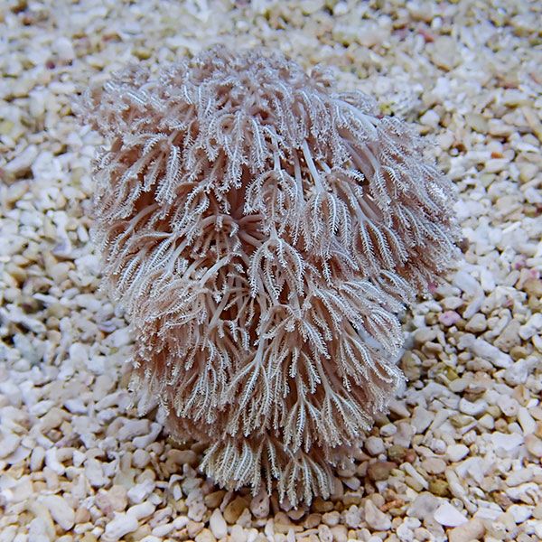 【サンゴ現物29】沖縄産シロスジウミアザミ 6-7cm±!15時までのご注文で当日発送 【サンゴ】(t148