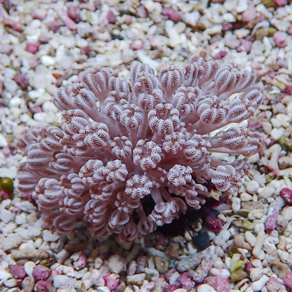 【サンゴ現物30】パクパクウミアザミ 6-5cm±!15時までのご注文で当日発送 【サンゴ】(t148