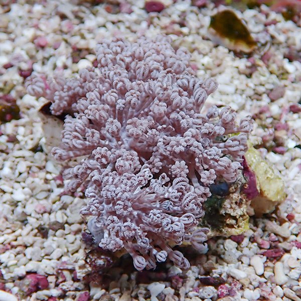 【サンゴ現物31】パクパクウミアザミ 8-8cm!15時までのご注文で当日発送 【サンゴ】(t148