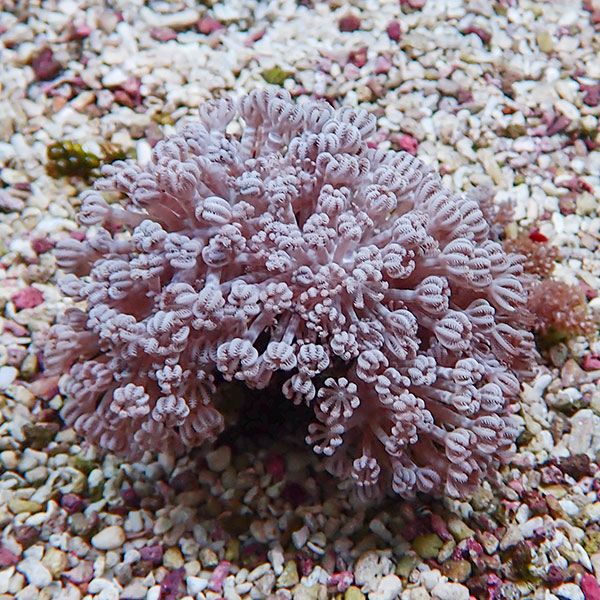 【サンゴ現物32】パクパクウミアザミ 9-7cm !15時までのご注文で当日発送 【サンゴ】(t148