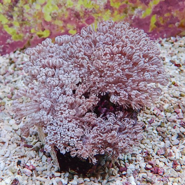 【サンゴ現物33】パクパクウミアザミ 11-13cm!15時までのご注文で当日発送 【サンゴ】(t148