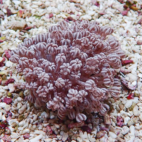 【サンゴ現物34】パクパクウミアザミ 6-5cm!15時までのご注文で当日発送 【サンゴ】(t148