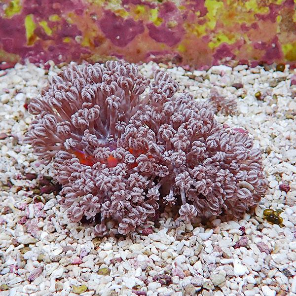 【サンゴ現物35】パクパクウミアザミ 10-8cm!15時までのご注文で当日発送 【サンゴ】(t148