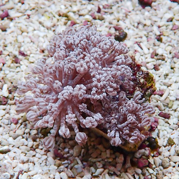 【サンゴ現物36】パクパクウミアザミ 8-7cm!15時までのご注文で当日発送 【サンゴ】(t148