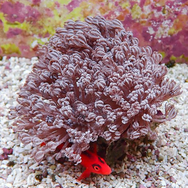 【サンゴ現物37】パクパクウミアザミ 12-13cm!15時までのご注文で当日発送 【サンゴ】(t148