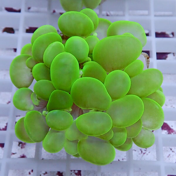 【サンゴ現物12】バブルコーラル!ミズタマサンゴ 15時までのご注文で当日発送　【サンゴ】(t141