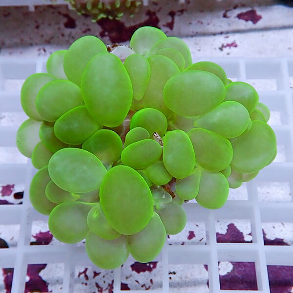 【サンゴ現物13】バブルコーラル!ミズタマサンゴ 15時までのご注文で当日発送　【サンゴ】(t141