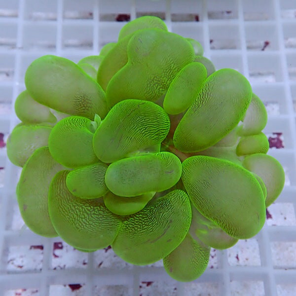 【サンゴ現物14】バブルコーラル !ミズタマサンゴ 15時までのご注文で当日発送 【サンゴ】(t141