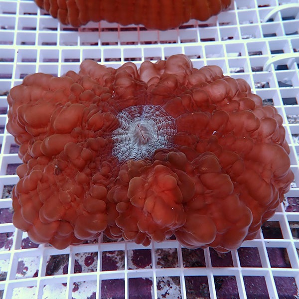 【サンゴ現物5】コハナガタサンゴ!15時までのご注文で当日発送  (サンゴ)(t254