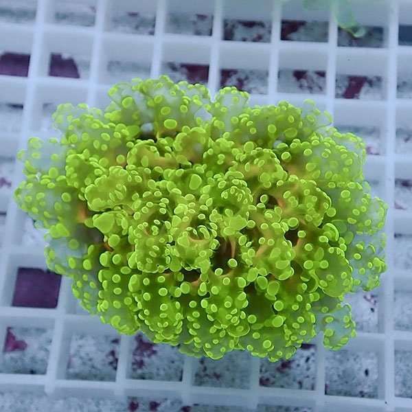 【サンゴ現物35】sale品 ホンタコアシサンゴ !15時までのご注文で当日発送 【サンゴ】(t138