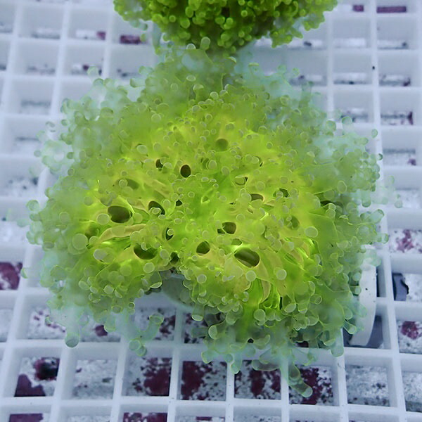 【サンゴ現物36】sale品 ホンタコアシサンゴ !15時までのご注文で当日発送 【サンゴ】(t138