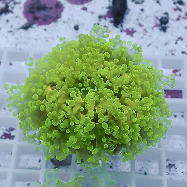 【サンゴ現物37】sale品 ホンタコアシサンゴ !15時までのご注文で当日発送 【サンゴ】(t138