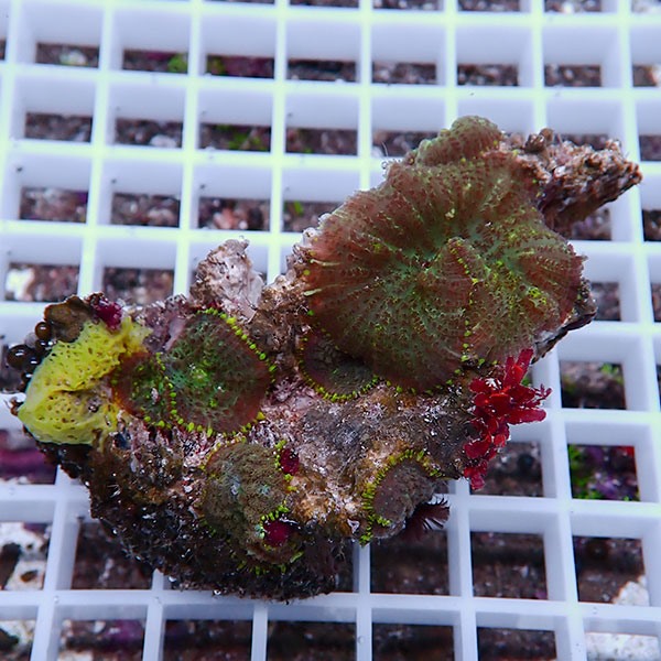 【サンゴ現物34】ディスクコーラル !15時までのご注文で当日発送 【サンゴ】(t146