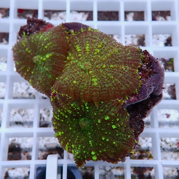 【サンゴ現物35】ディスクコーラル !15時までのご注文で当日発送 【サンゴ】(t146