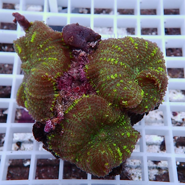 【サンゴ現物36】ディスクコーラル !15時までのご注文で当日発送 【サンゴ】(t146