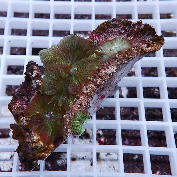 【サンゴ現物38】ディスクコーラル !15時までのご注文で当日発送 【サンゴ】(t146