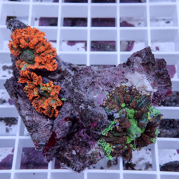 【サンゴ現物39】ディスクコーラル !15時までのご注文で当日発送 【サンゴ】(t146