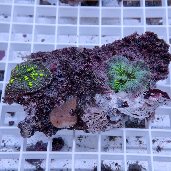 【サンゴ現物41】ディスクコーラル !15時までのご注文で当日発送 【サンゴ】(t146