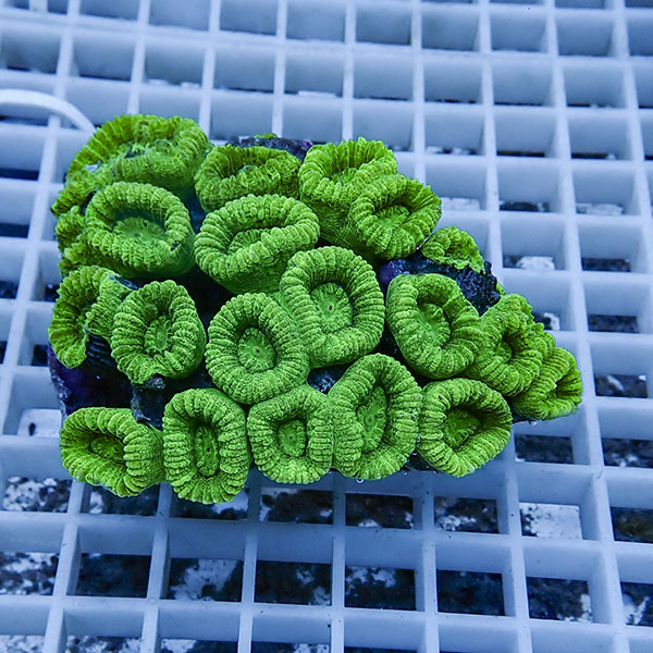 【サンゴ現物4】タバネサンゴ! 15時までのご注文で当日発送 【サンゴ】