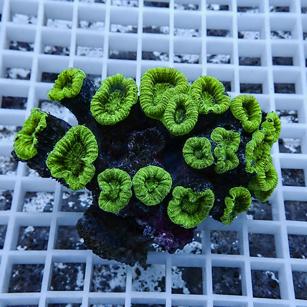 【サンゴ現物5】タバネサンゴ! 15時までのご注文で当日発送 【サンゴ】