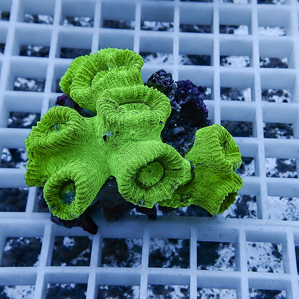 【サンゴ現物6】タバネサンゴ! 15時までのご注文で当日発送 【サンゴ】