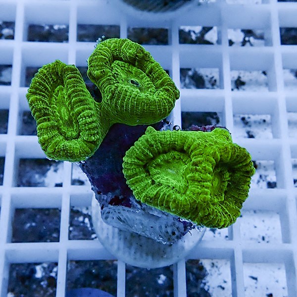 【サンゴ現物8】タバネサンゴ フラグ! 15時までのご注文で当日発送 【サンゴ】