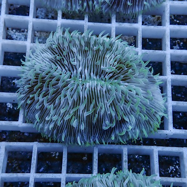 【サンゴ現物9】クサビライシ !15時までのご注文で当日発送 【サンゴ】(t222