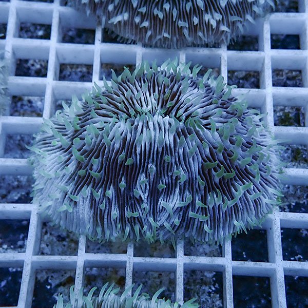 【サンゴ現物10】クサビライシ !15時までのご注文で当日発送 【サンゴ】(t222