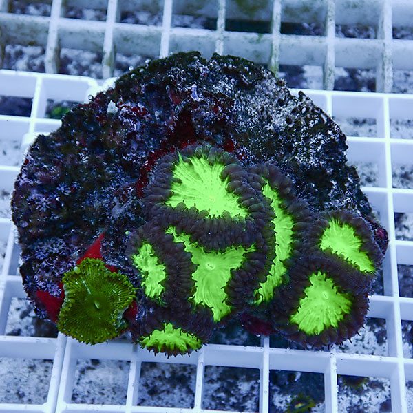 【サンゴ現物1】オオタバサンゴ サンゾアンシッドグリーン付き! 15時までのご注文で当日発送 【サンゴ】(t236