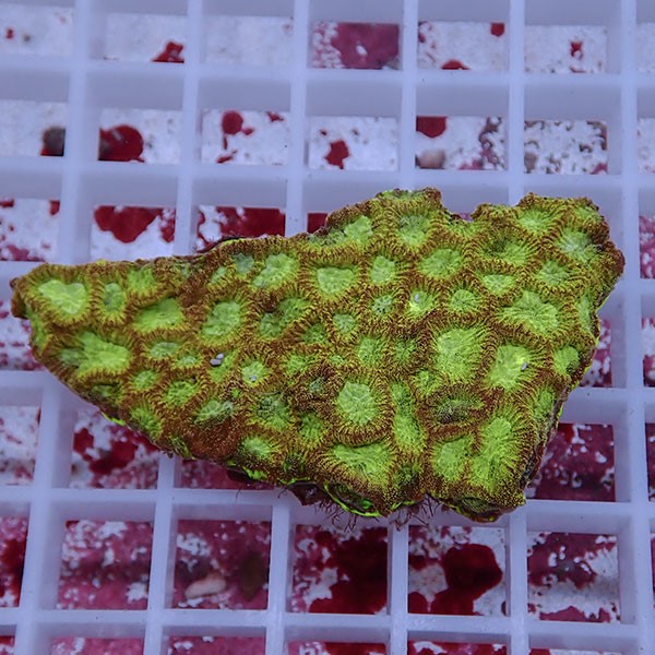 【サンゴ現物4】キクメイシsp. !15時までのご注文で当日発送 【サンゴ】(t139