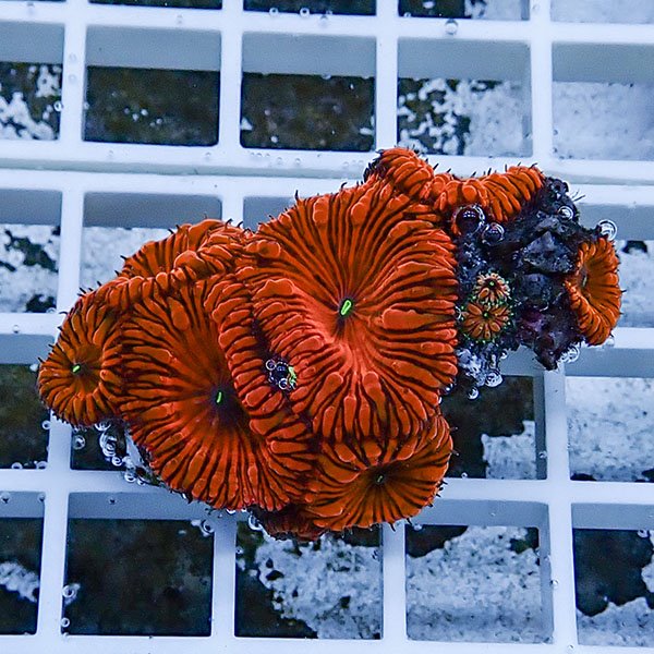 【サンゴ現物2】オオタバサンゴ! 15時までのご注文で当日発送 【サンゴ】(t236